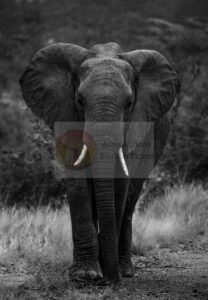 Elefante maschio — Mostra Fotografica Benefica, Associazione Baobab Ticino
