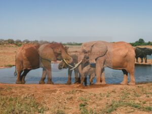 Elefanti — Mostra Fotografica Benefica, Associazione Baobab Ticino