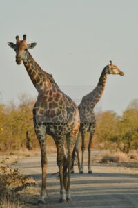 Giraffe — Mostra Fotografica Benefica, Associazione Baobab Ticino