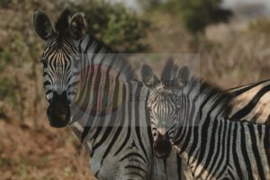 Zebre teste — Mostra Fotografica Benefica, Associazione Baobab Ticino