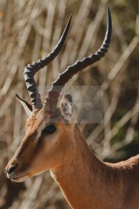 Impala — Mostra Fotografica Benefica, Associazione Baobab Ticino
