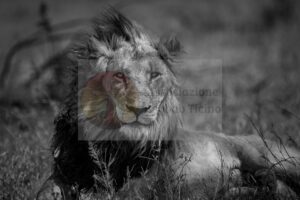 Leone — Mostra Fotografica Benefica, Associazione Baobab Ticino