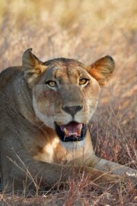 Leonessa — Mostra Fotografica Benefica, Associazione Baobab Ticino