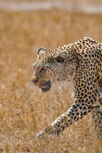 Leopardo — Mostra Fotografica Benefica, Associazione Baobab Ticino
