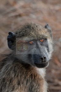 Macaco — Mostra Fotografica Benefica, Associazione Baobab Ticino