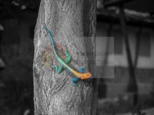Lucertola — Mostra Fotografica Benefica, Associazione Baobab Ticino