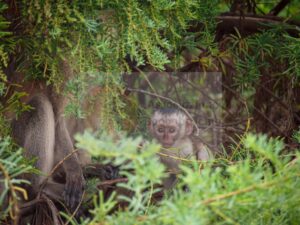 Scimmietta — Mostra Fotografica Benefica, Associazione Baobab Ticino