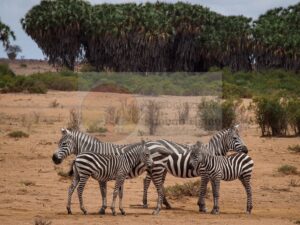 Zebre — Mostra Fotografica Benefica, Associazione Baobab Ticino